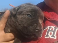 Cane corso yavru köpekler