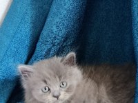 British shorthair yavrularımız