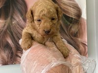 Toy poodle yavrularımız