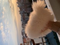 4 aylık dişi pomeranian