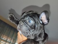 French bulldog bebekler