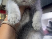 Scottish fold dişi blue golden