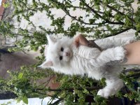 Kar oğlan maine coon