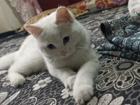 British shorthair 1 yaşında