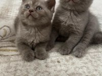 British Blue Point 1,5 Aylık Gri Beyaz Lila Yavru