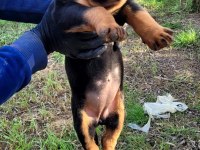 ÜST DÜZEY KALİTE ROTTWEILER PİYASAYA GÖRE UYGUN