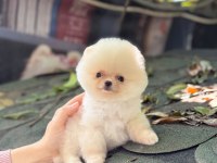 SAĞLIK VE IRK GARANTİLİ POMERANİAN KÖPEĞİMİZ
