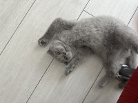 Scottish fold