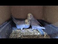 Eğitmelik ve Hazır Çift Muhabbet Kuşlar