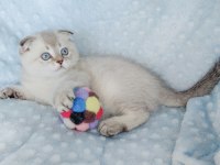 İlkbaharın en güzel scottish fold yavrusu