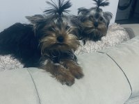 Yorkshire terrier ırkının en iyileri