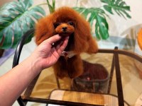 BU POODLE ANNENİN YAVRULARINDAN İSTEYEN YAZSIN