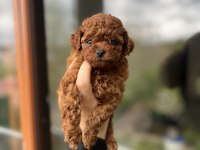 Bebek Surat Toy Poodle