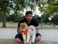 Pomeranian boo dişi ayı surat
