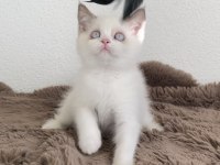 British shorthair kızlarımız