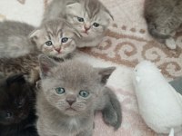 British shorthair ve longhair yavrularım