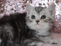 British shorthair 55 günlük