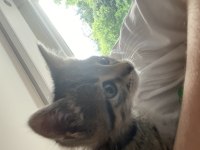 Ücretsiz tekir kedi sahiplenme