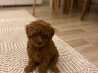 Dişi poodle köpeğimiz