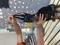 3 aylık dişi a segment doberman