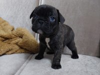 Fransız Bulldog yavrular