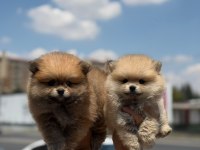 Ankaranın En Seçkin Pomeranian Boo Yavruları