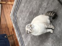 Scottish Fold Kızım Pera Ücretli İlandır