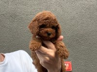 Kore teacup poodle