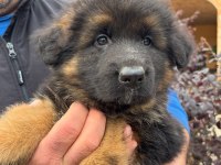 ALMAN ÇOBAN KÖPEĞİ YAVRULARI 