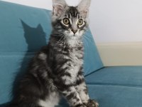 Uyguna vereceğim dev maine coon yavruları