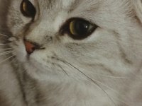 GÖZ BEBEĞİ SCOTTİSH FOLD KEDİMİZ