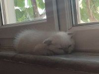 Safkan blue point scottish fold son erkek yavrumuz