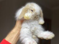 Sağlan Hollanda mini ve cüce tavşan