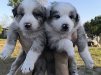 Çok özel mavi gözlü Merle Border collie yavrular