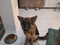 Pomeranian boo 60 günlük