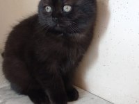 Sahiplendirme british shorthair