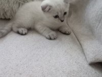 Sevimli scottish fold kediciklerim