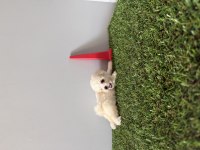 Bichon frise Teacup