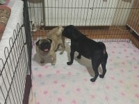 50 günlük pug yavrularımız sahiplendirilecektir