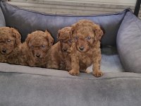ORJİNAL TOY POODLE GEL GÖR AL GİT