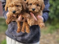 POODLE BEBEK KÖPEKLERİMİZ