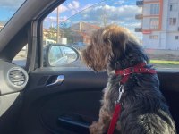 2 Yaşında cipi ve aşıları var erkek yorkshire terrier