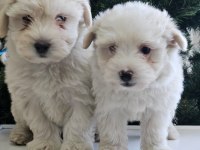 Maltese terrier yavrular