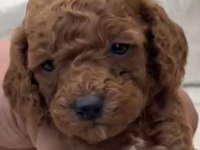 Red brown poodle yavrular