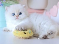 Köpük silver british longhair