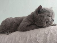 british shorthair 4 yaşında