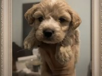 Dünya tatlısı maltipoo yavrular ırk garantili