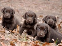 Labrador Retriever Bebeklerimiz Evinizin Neşesi Olacaktır