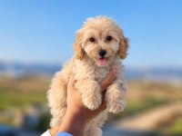 MALTİPOO GÜZELLİKLER
