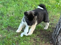 A kalite ayı gibi akita yavrular